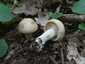 Májusi pereszke (Calocybe gambosa), Budai-hegység